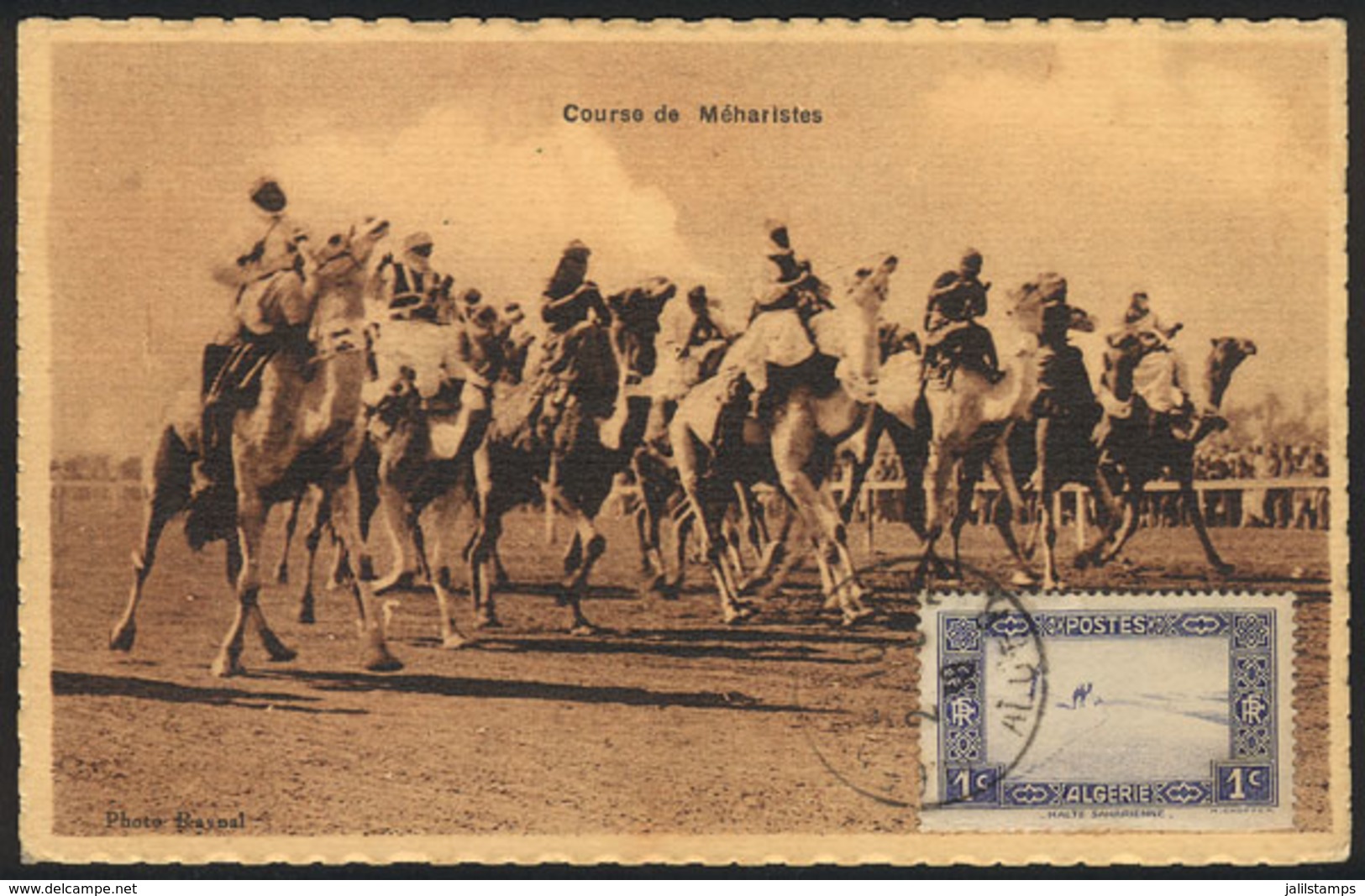 ALGERIA: Maximum Card Of 1938, Topic CAMELS, VF Quality - Cartes-maximum