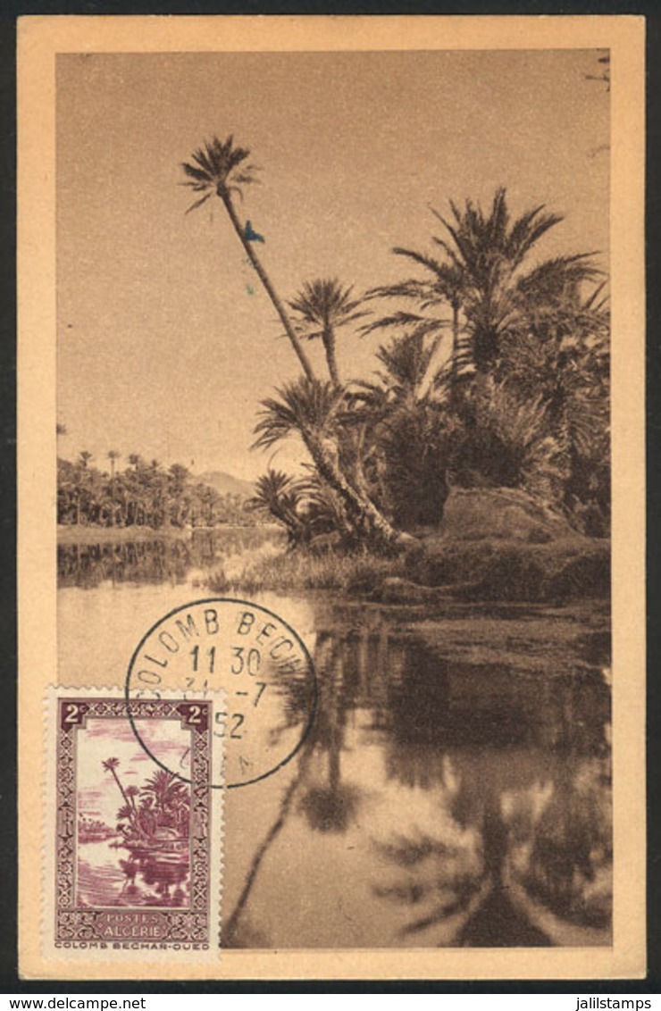 ALGERIA: COLOMB-BECHAR: A Wadi, Palm Trees, Maximum Card Of 31/JUL/1952, VF Quality - Cartoline Maximum