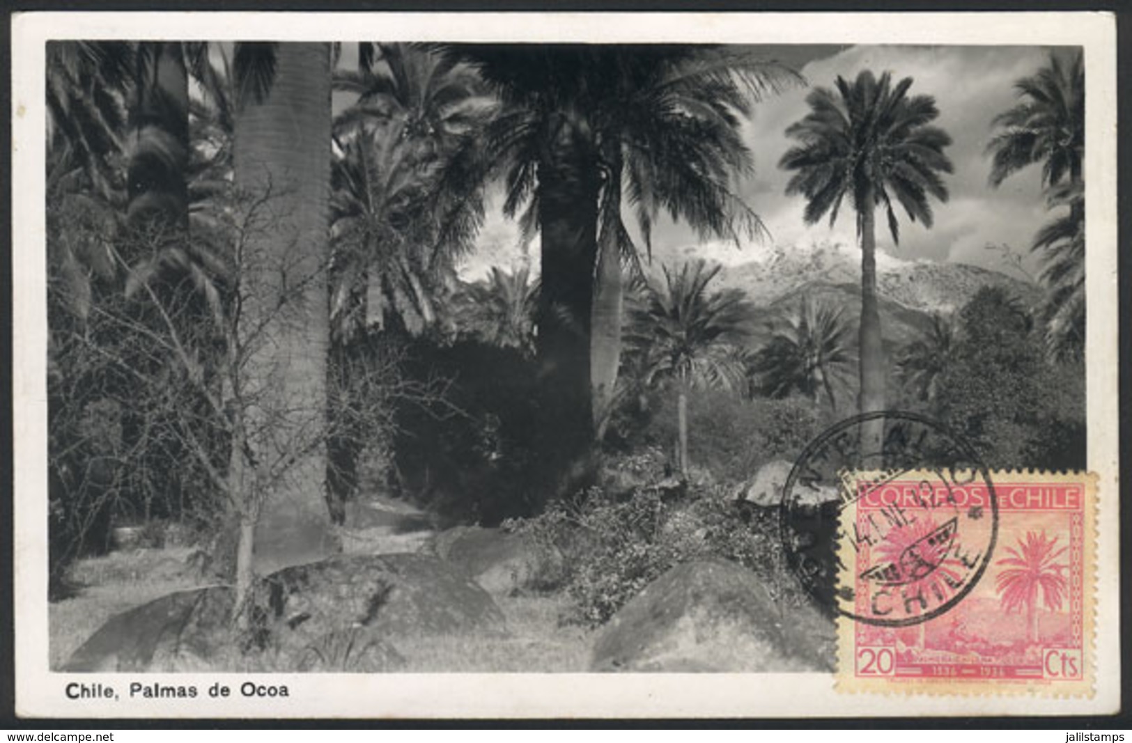 CHILE: Maximum Card Of 14/JA/1942: Ocoa Palm Trees, VF Quality - Chile