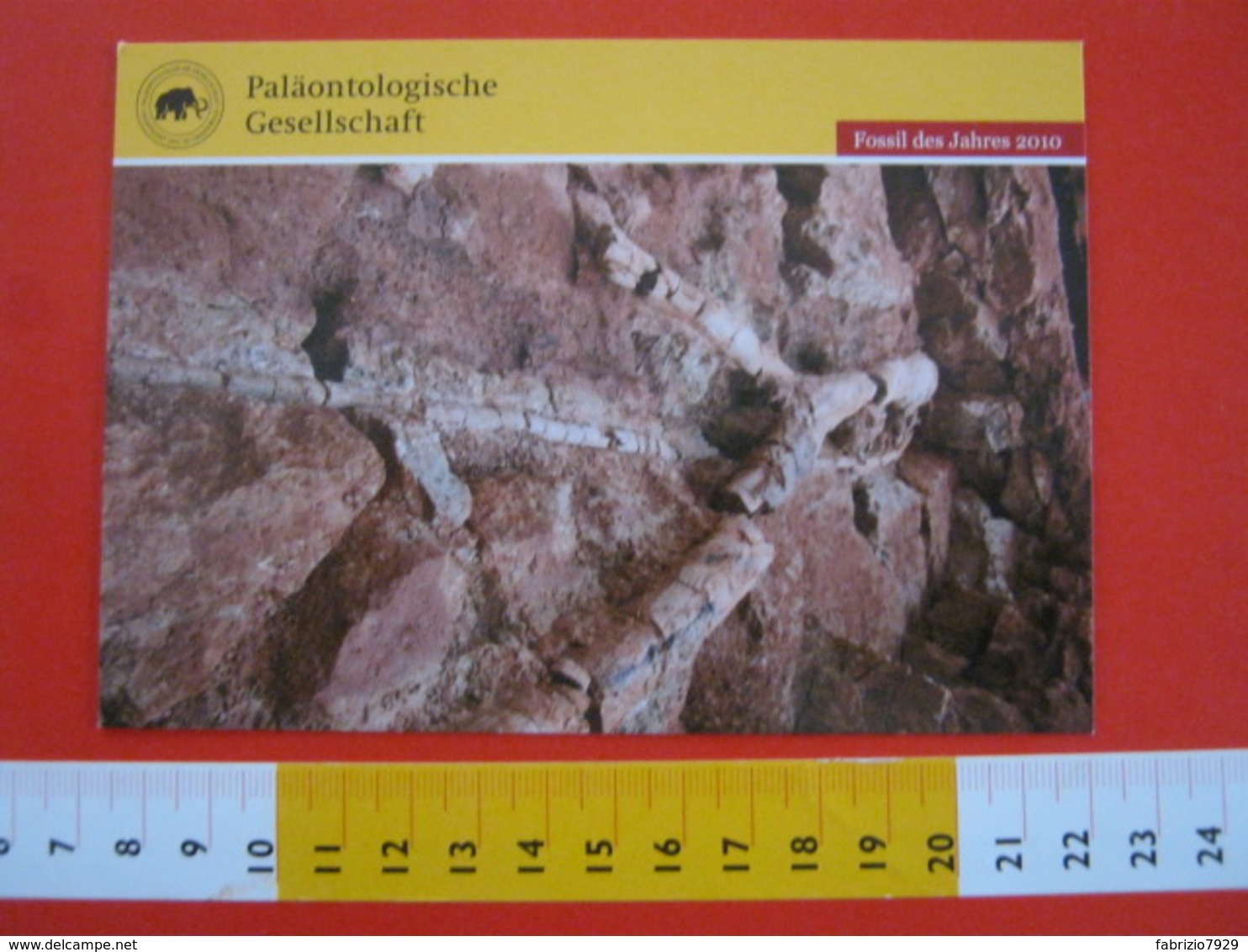 L1 FOSSILI POST CARD GERMANY - FOSSIL DES JAHRES 2010 - ARTHROPITYS SACHSEN CHEMNITZ PALAONTOLOGISCHE PALEO - Musei