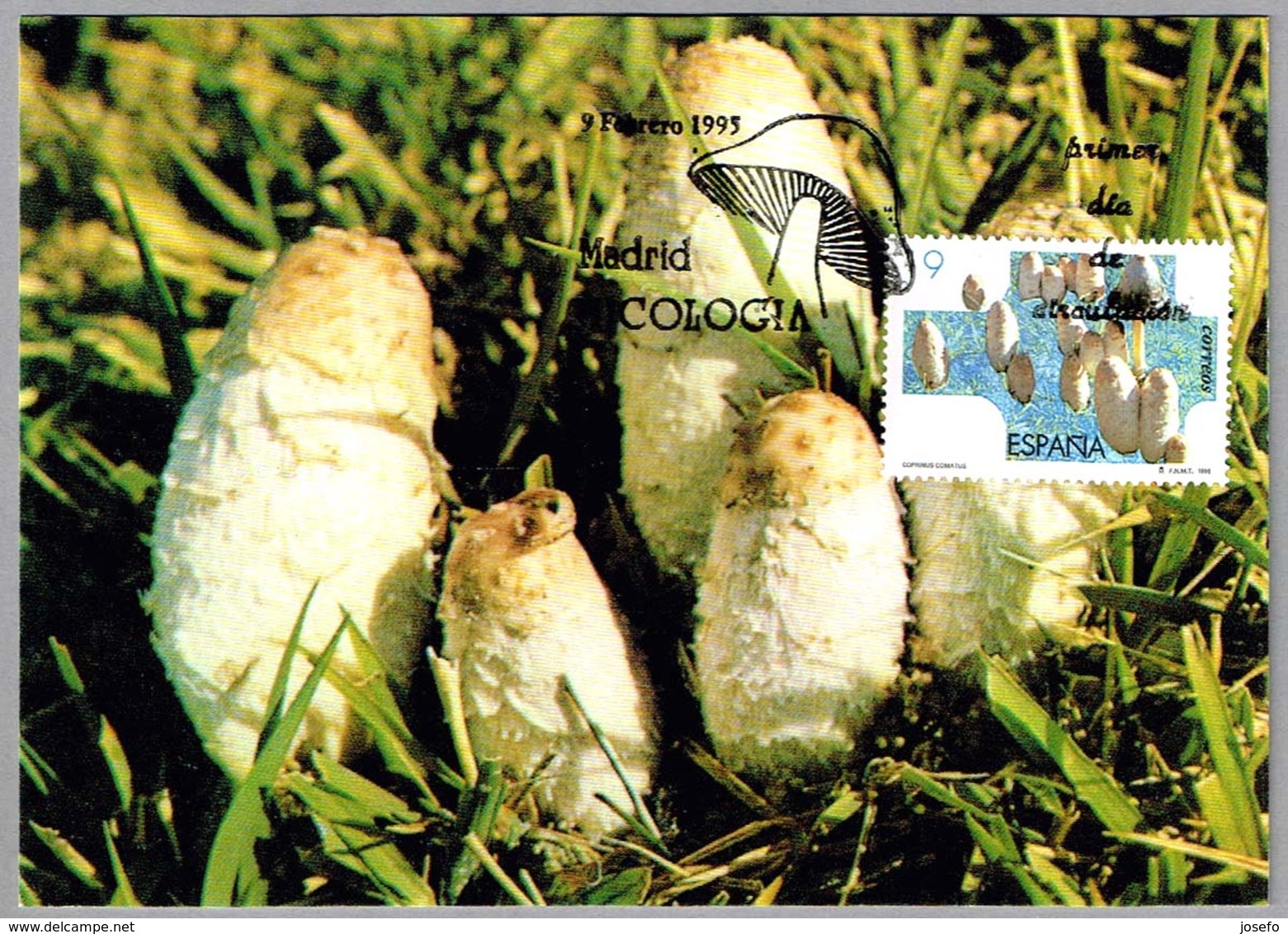 Seta COPRINUS COMATUS - Mushroom. Madrid 1995 - Paddestoelen