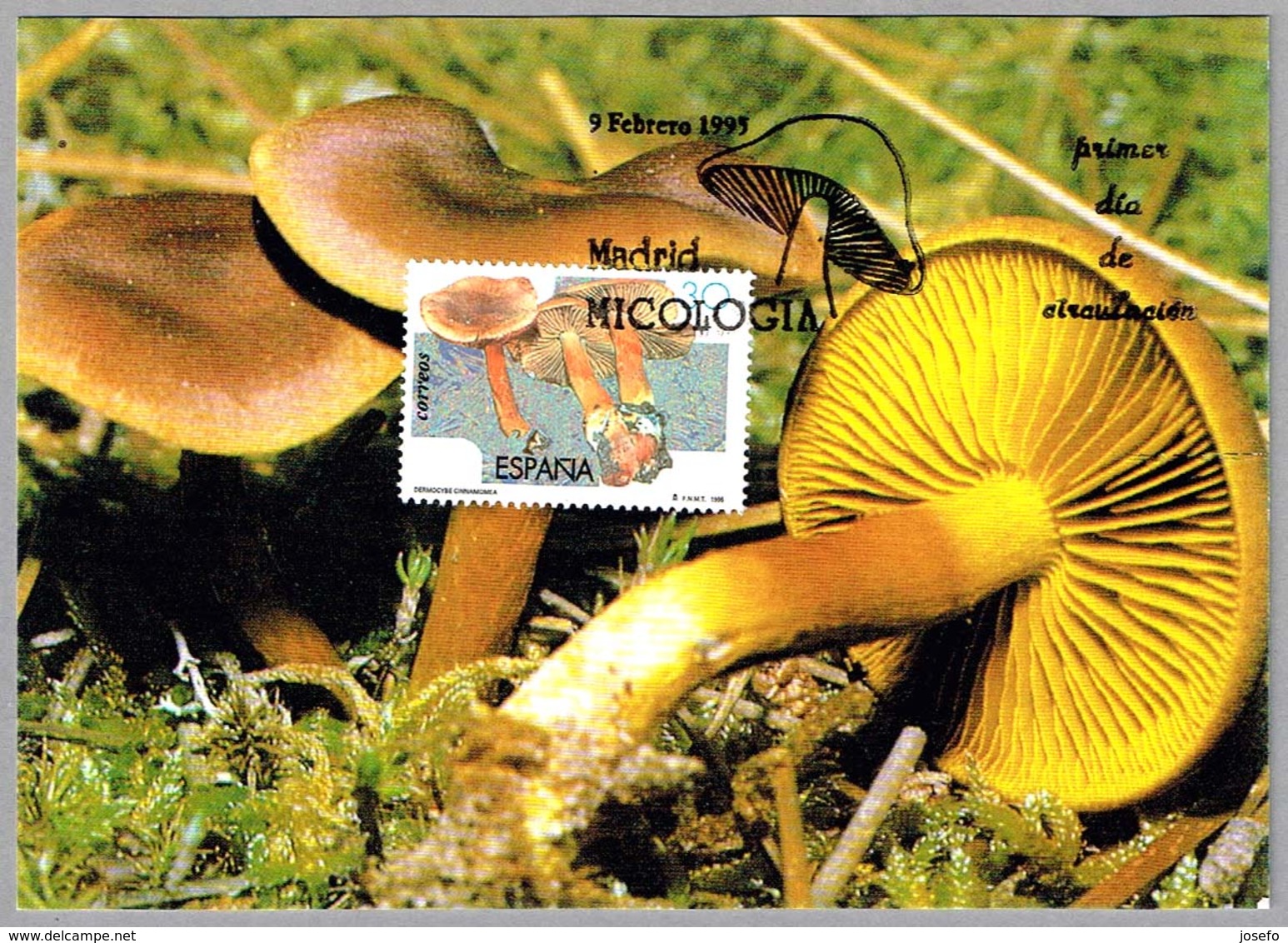 Seta DERMOCYBE CINNAMOMEA - Mushroom. Madrid 1995 - Hongos