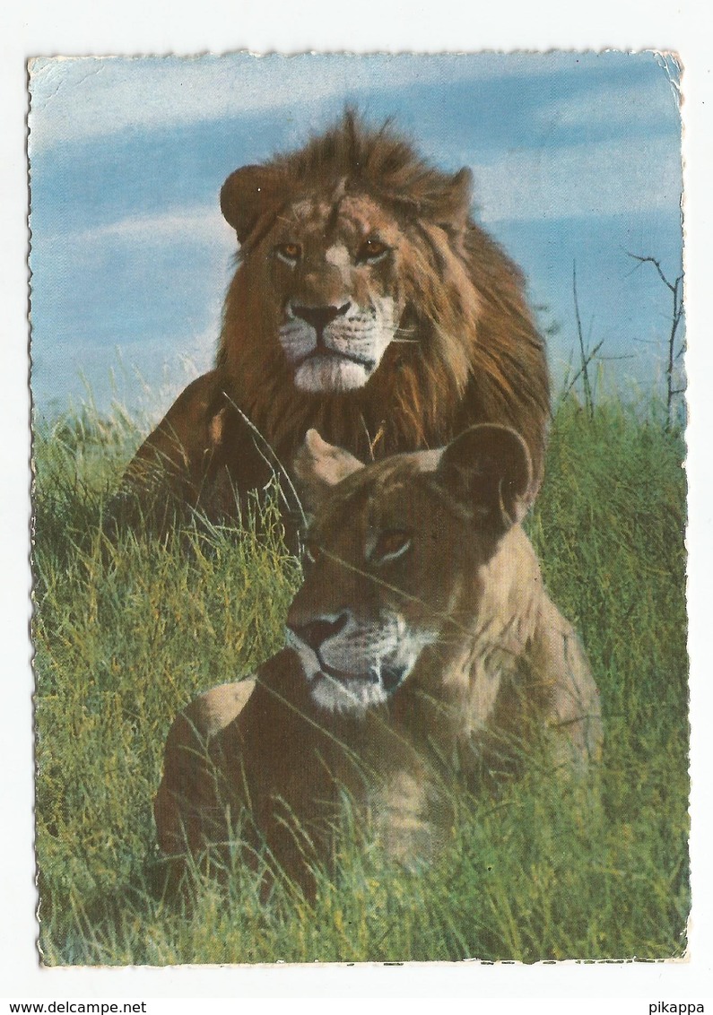 Tanzania, 1966 - African Wild Life - Lion. - Leoni