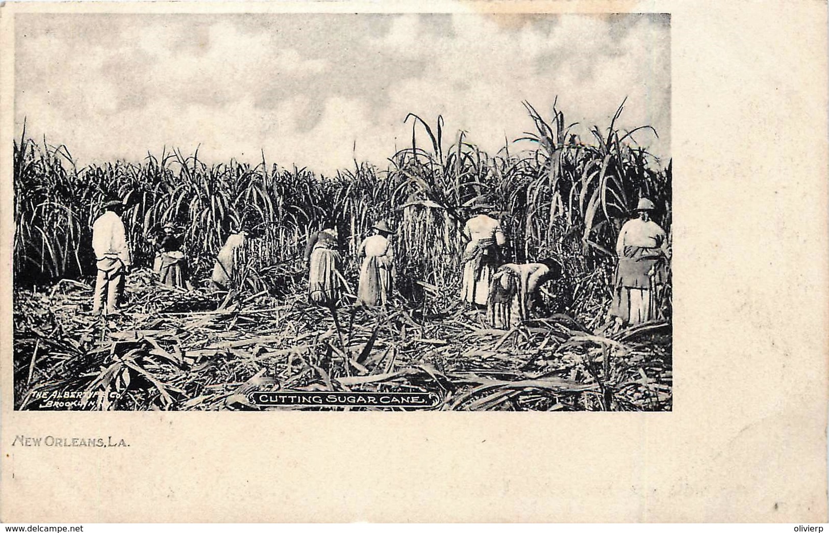 U.S.A. - LA - New Orleans - Cutting Sugar Cane - La Récolte De La Canne à Sucre - New Orleans