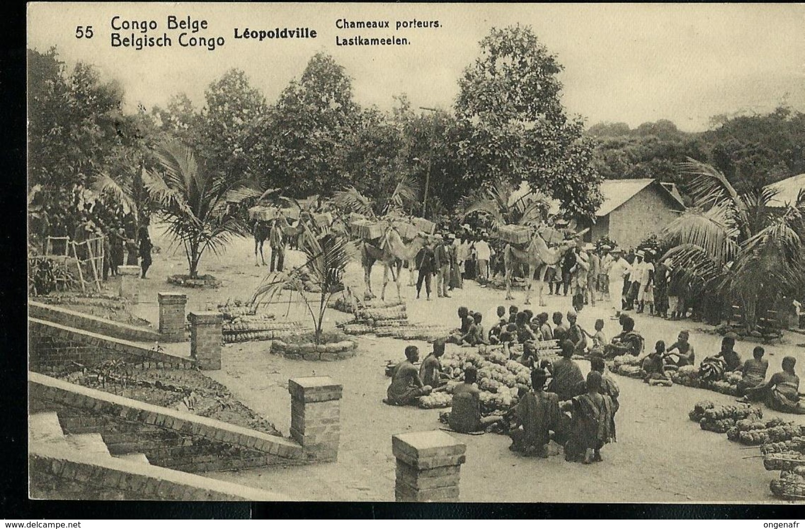 Carte N° 53. Vue 55. Léopoldville:  Chameaux Porteurs  -  Lastkameelen (carte Neuve) - Interi Postali