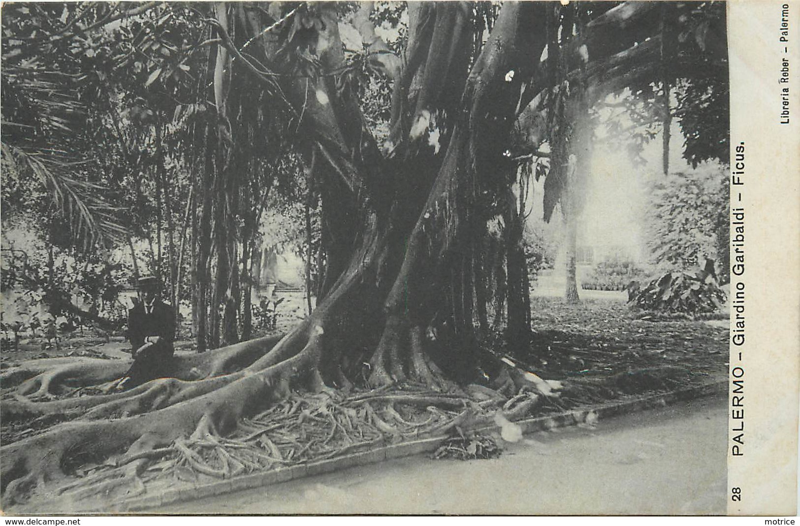 PALERMO - Giardino Garibaldi, Ficus. - Palermo