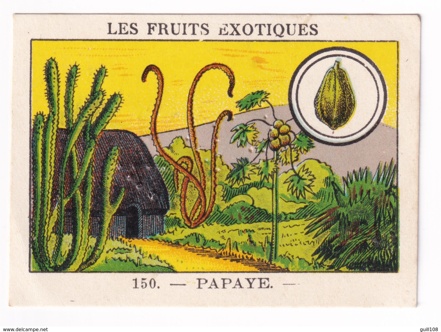 Image Années 1950 Casino Fruit Exotique Papaye Papayer Indes Orientales Papaya Pawpaw A31-9 - Other & Unclassified