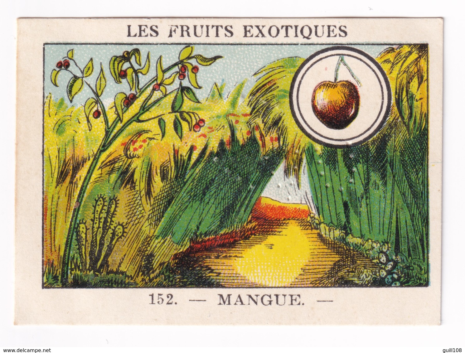 Image Années 1950 Casino Fruit Exotique Mangue Indes Orientales Antilles Mague A31-9 - Other & Unclassified