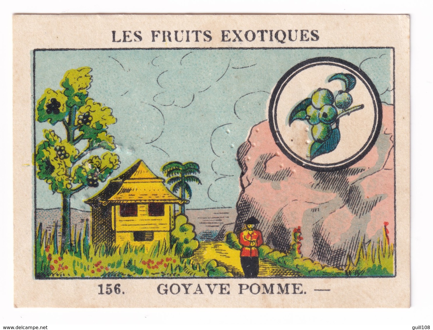 Image Années 1950 Casino Fruit Exotique Goyave Pomme Goyavier Mexique Chine Guadeloupe Apple Guava A31-9 - Other & Unclassified