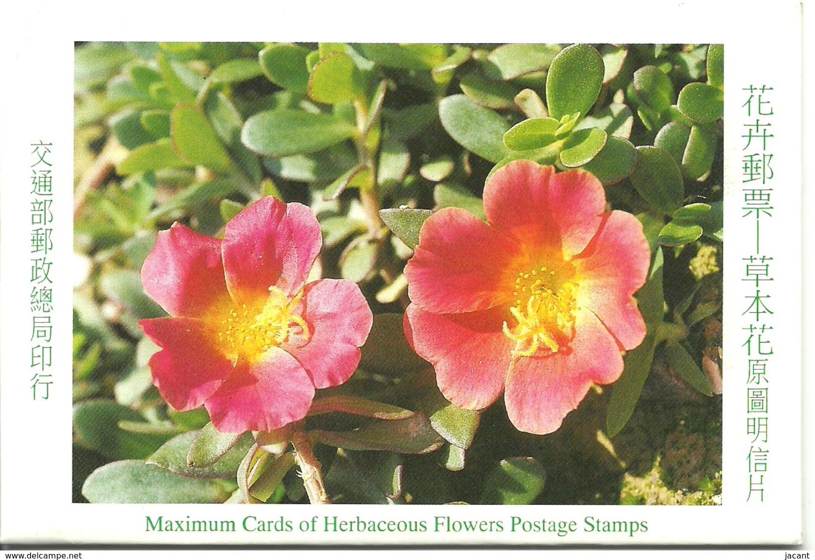 Carte Maximum - Taiwan - Formose - Set Of 3 Cards - Herbaceous Flowers - Fleurs - Blanket, Kalanchoe, Portulaca - Cartes-maximum