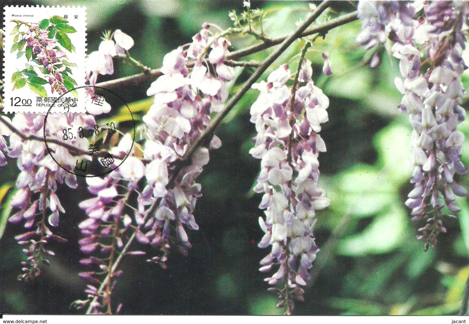 Carte Maximum - Taiwan - Formose - Flowers - Fleurs - Wisteria Sinensis - Cartes-maximum