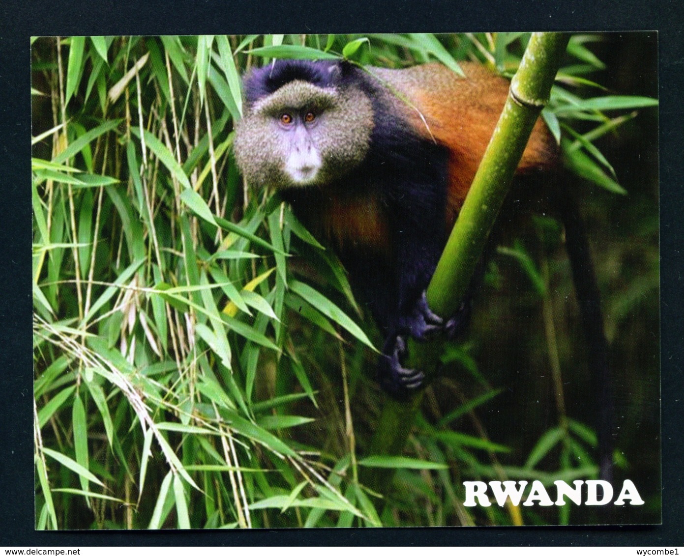 RWANDA - Golden Monkey In Nyungwe National Park Used Postcard As Scans - Rwanda