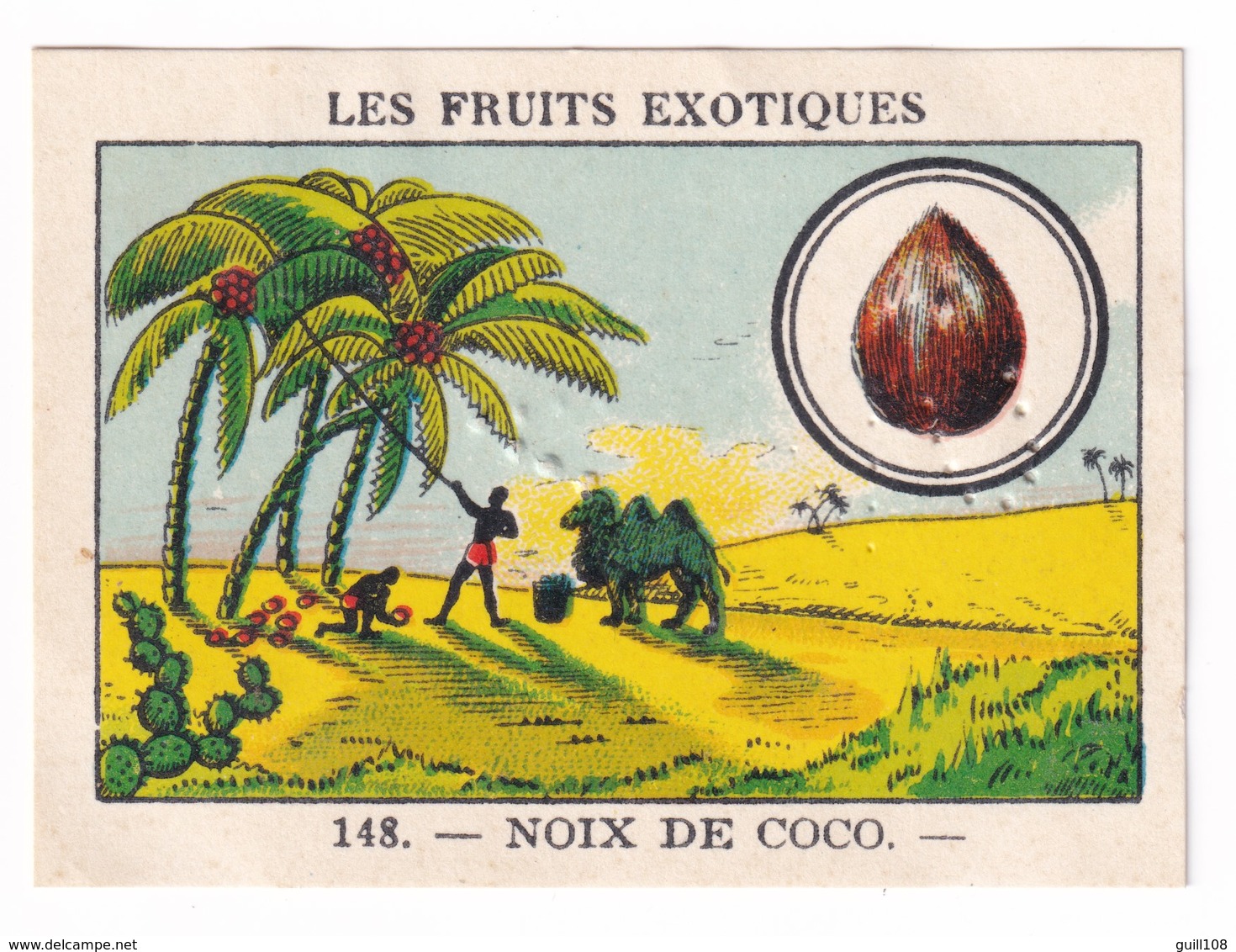 Image Années 1950 Casino Fruit Exotique Noix De Coco Chameau Dromadaire Cocotier Coconut A31-9 - Other & Unclassified