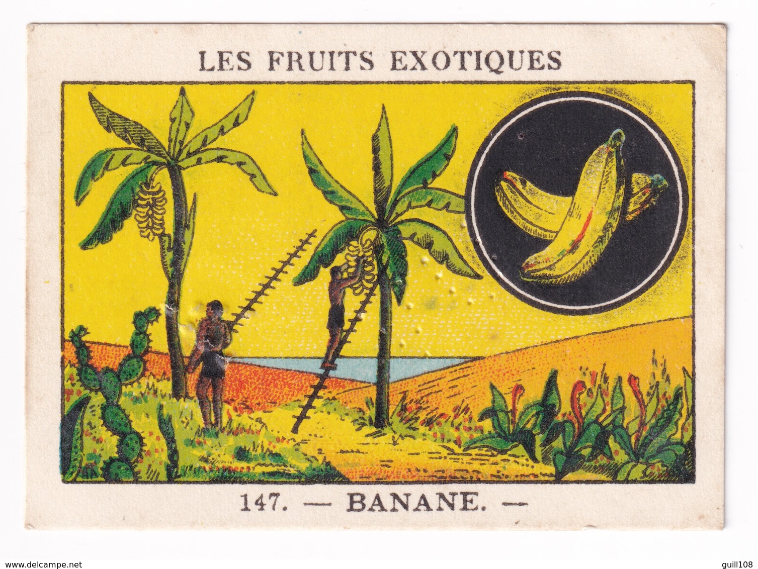 Image Années 1950 Casino Fruit Exotique Banane Banana Bananier A31-9 - Other & Unclassified