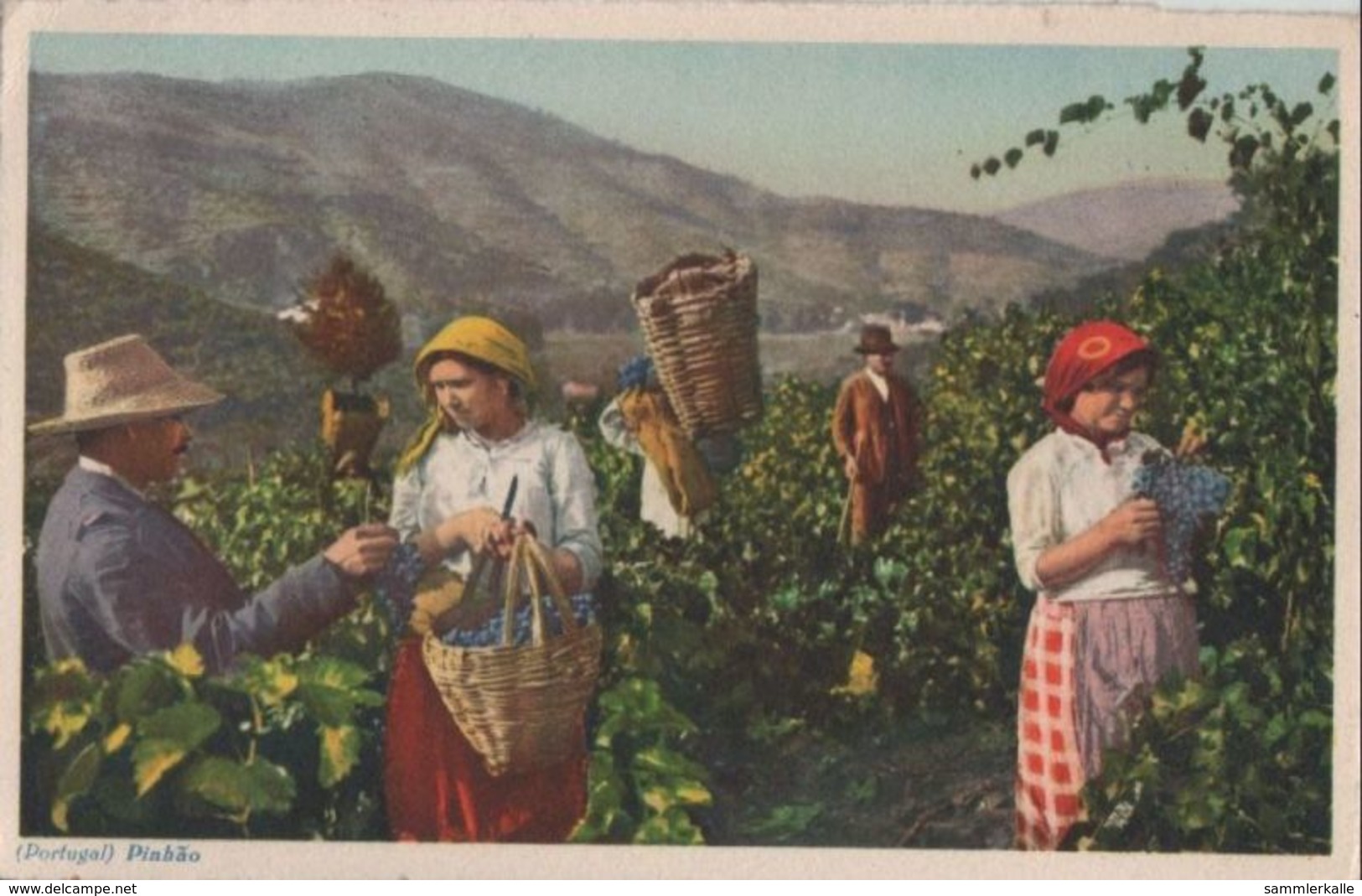 Portugal - Pinhao - Grape Gathering - 1955 - Vila Real