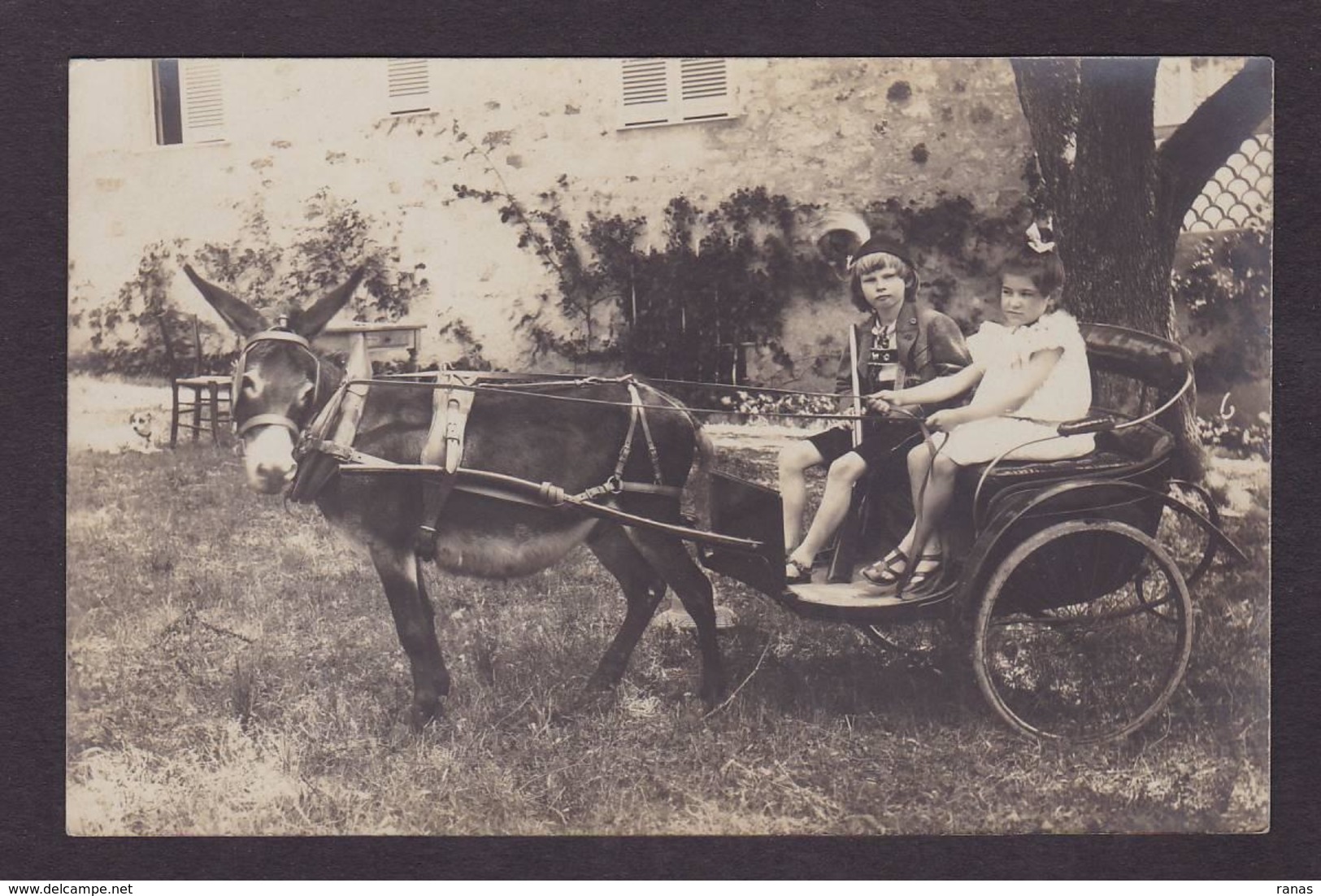 CPA Ane Donkey Attelage Carte Photo Non Circulé - Burros