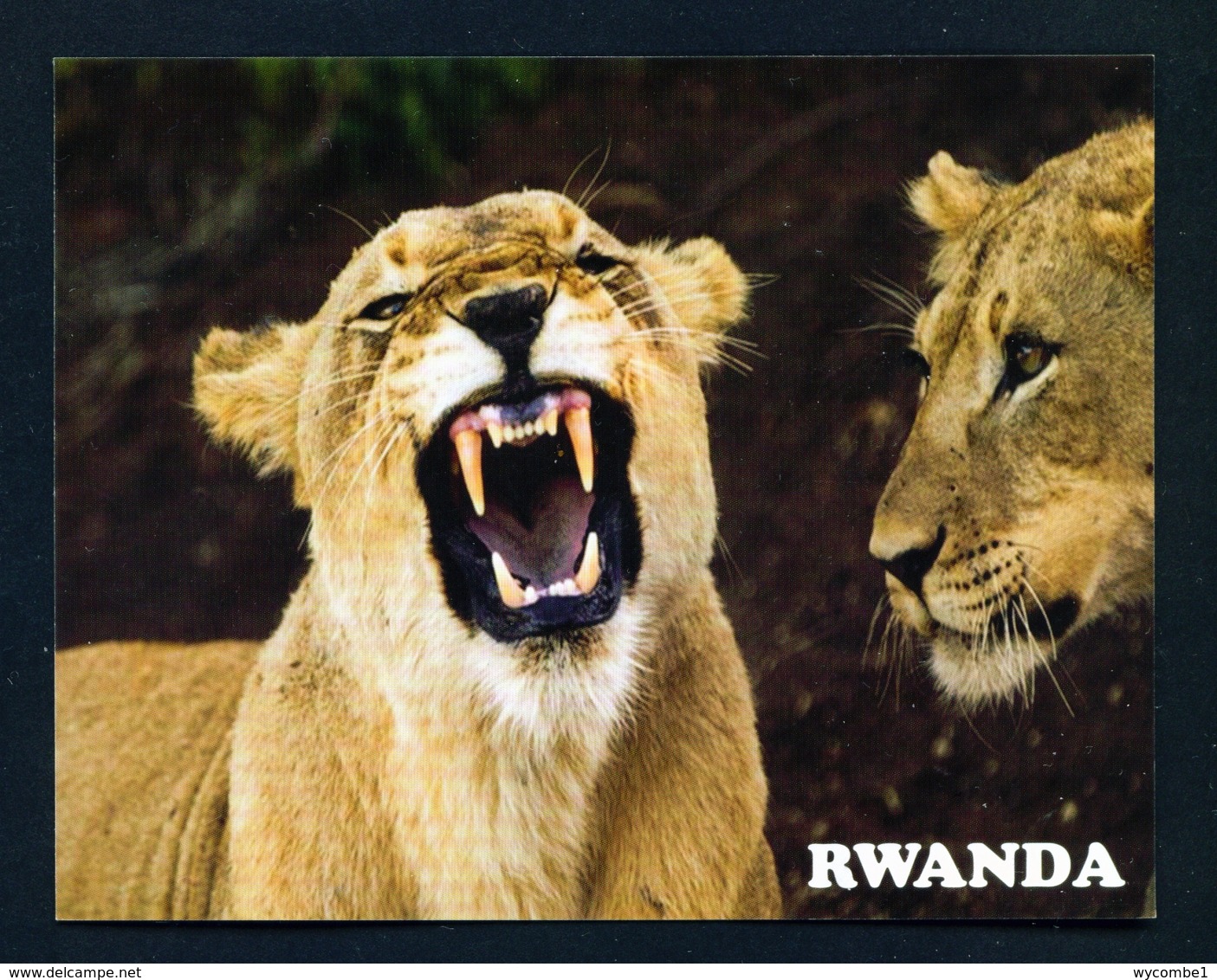 RWANDA - Lions In Akagera National Park Used Postcard As Scans - Ruanda