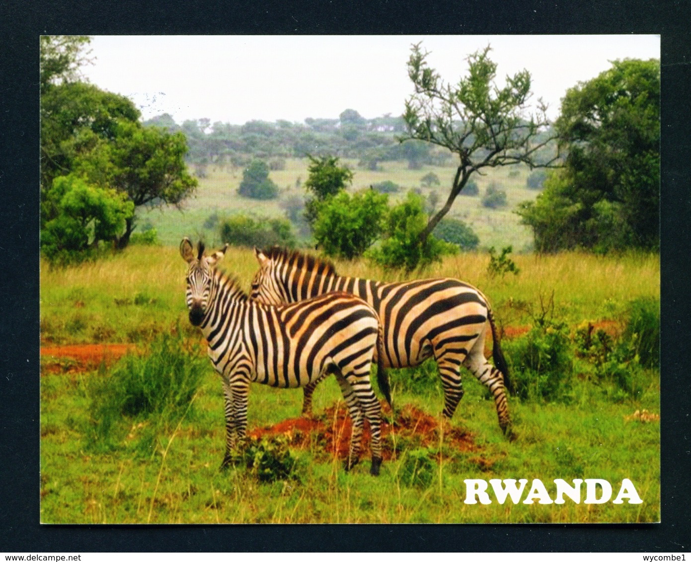 RWANDA - Zebras In Akagera National Park Used Postcard As Scans - Rwanda