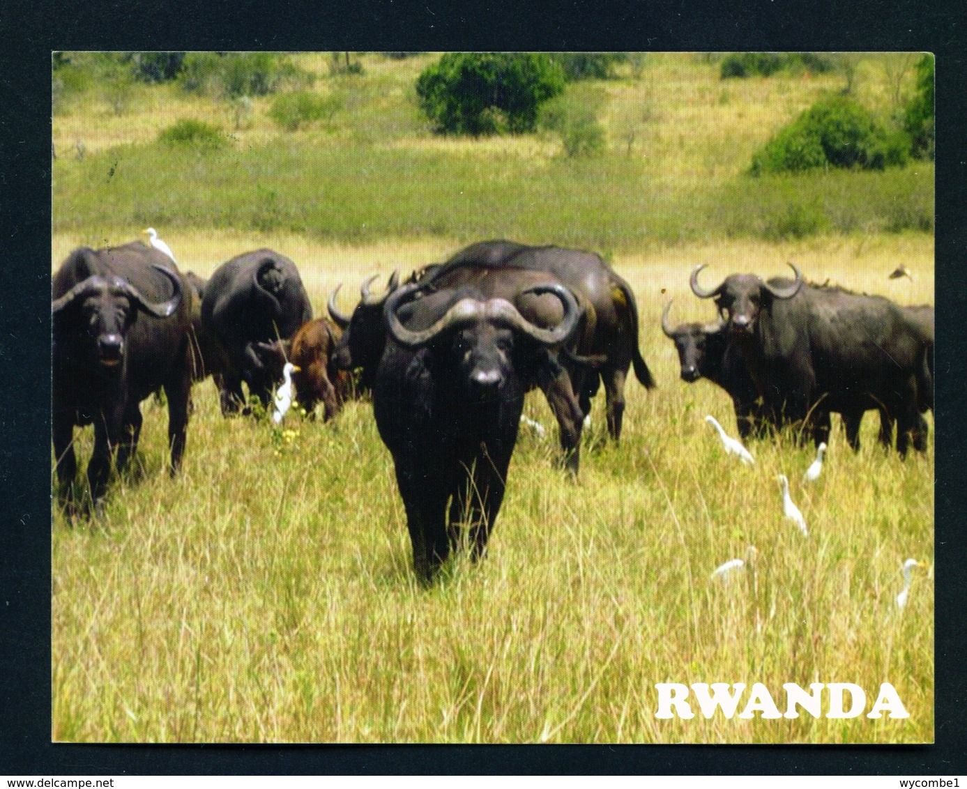 RWANDA - Buffaloes In Akagera National Park Used Postcard As Scans - Rwanda