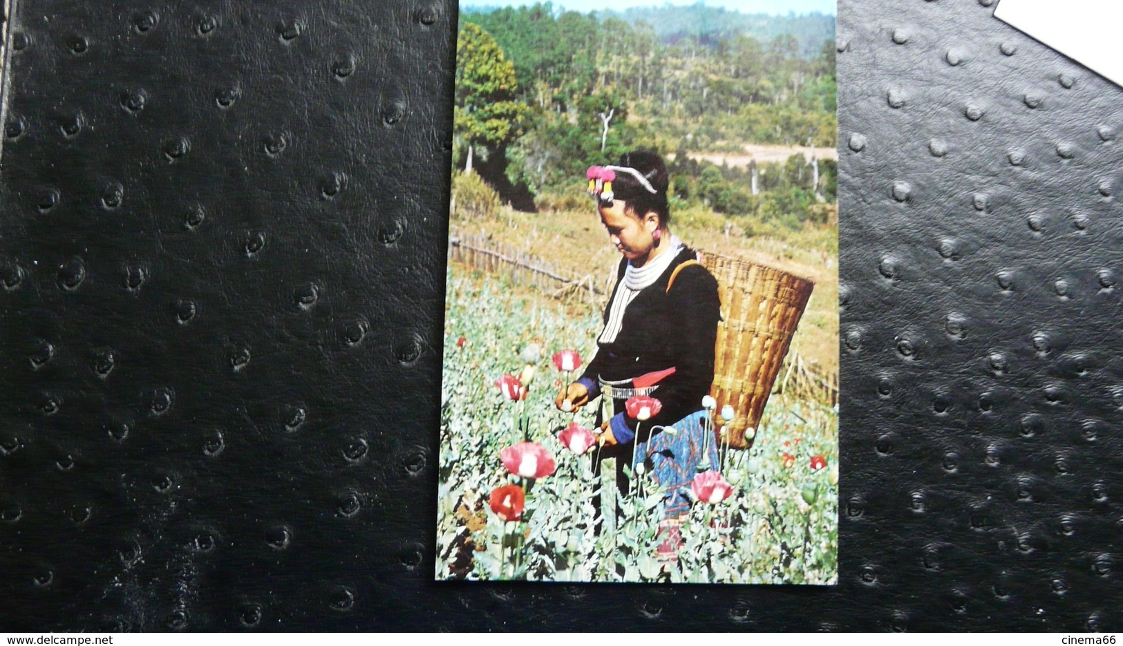 Opium Poppy Plants Field At The Golden Tringle - Laos