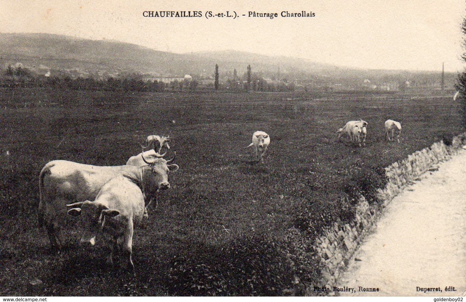 71 Chauffailles, Paturage Charollais - Other & Unclassified