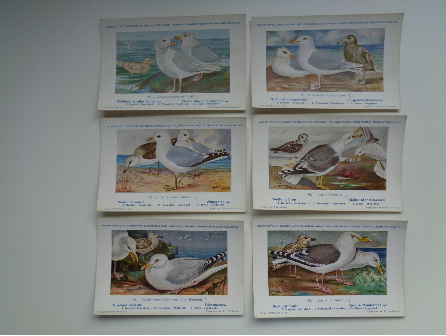 Beau Lot De 10 Cartes Postales Oiseaux  Oiseau  Illustrateur H.Dupond     Mooi Lot Van 10 Postkaarten Van Vogels  Vogel - 5 - 99 Postcards