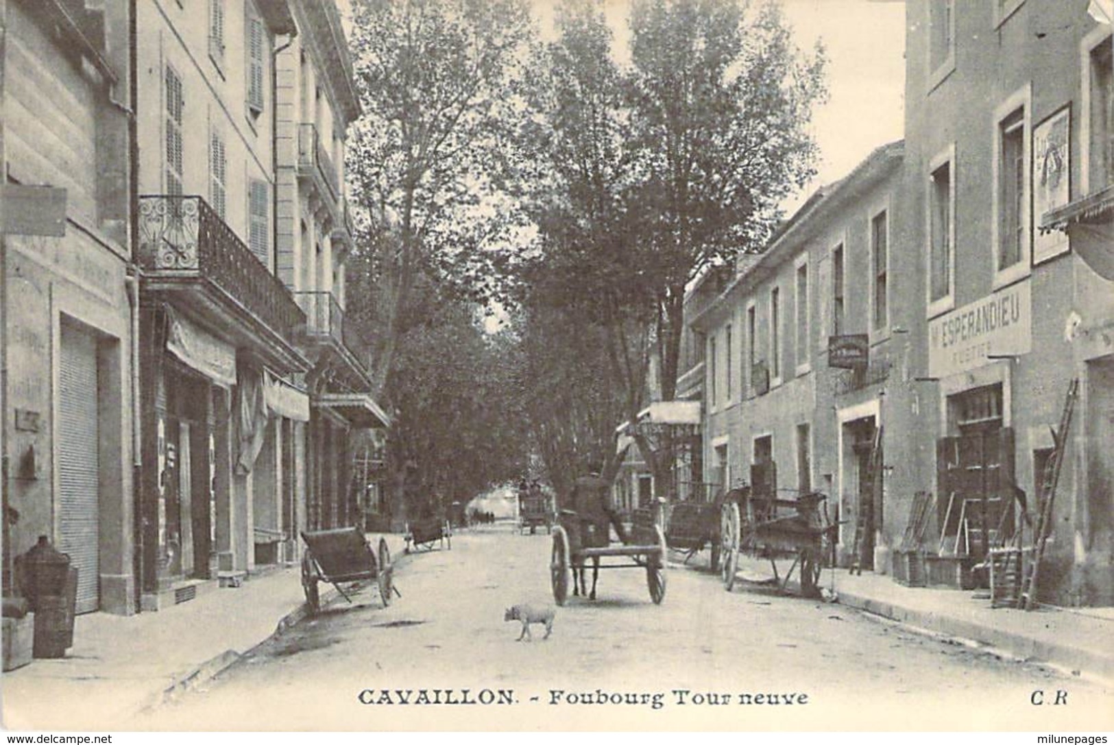 84 VAUCLUSE Attelage Devant Chez Esperandieu Faubourg Tour Neuve à CAVAILLON - Cavaillon