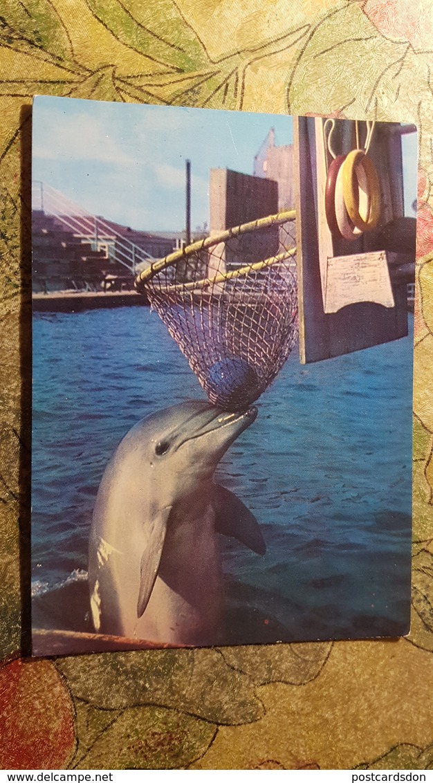 Georgia. Batumi. Dolphinarium, Dolphins / Dolphin  -old  USSR  Pc - 1980 Basketball - Dolfijnen