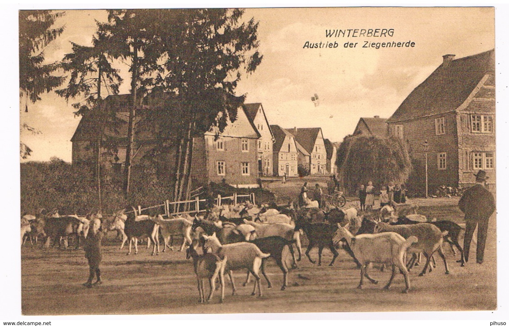 D-10071   WINTERBERG : Austrieb Der Ziegenherde - Winterberg