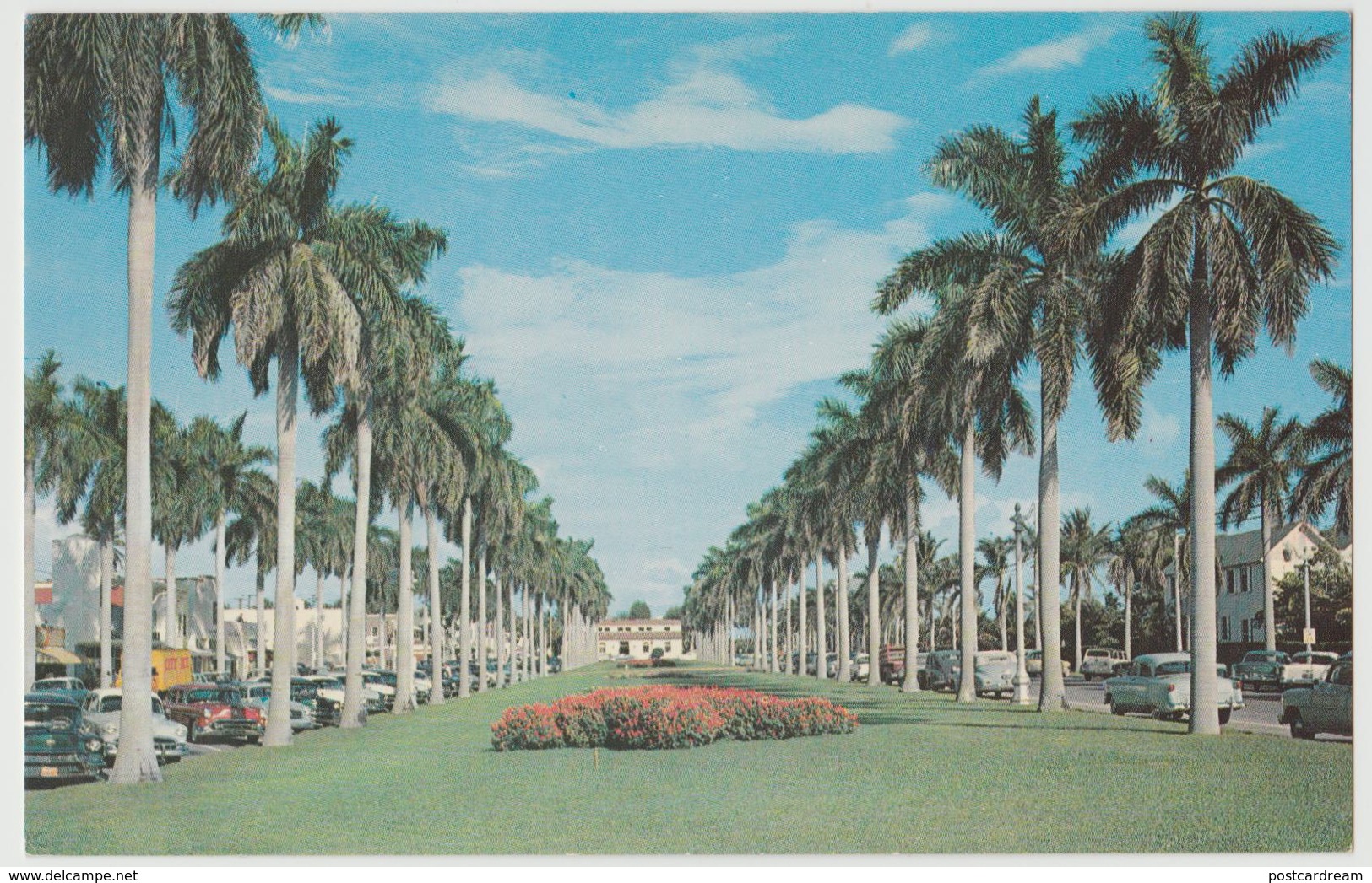 Palm Beach FL Royal Palm Trees Agricultural Postcard Horticulture - West Palm Beach