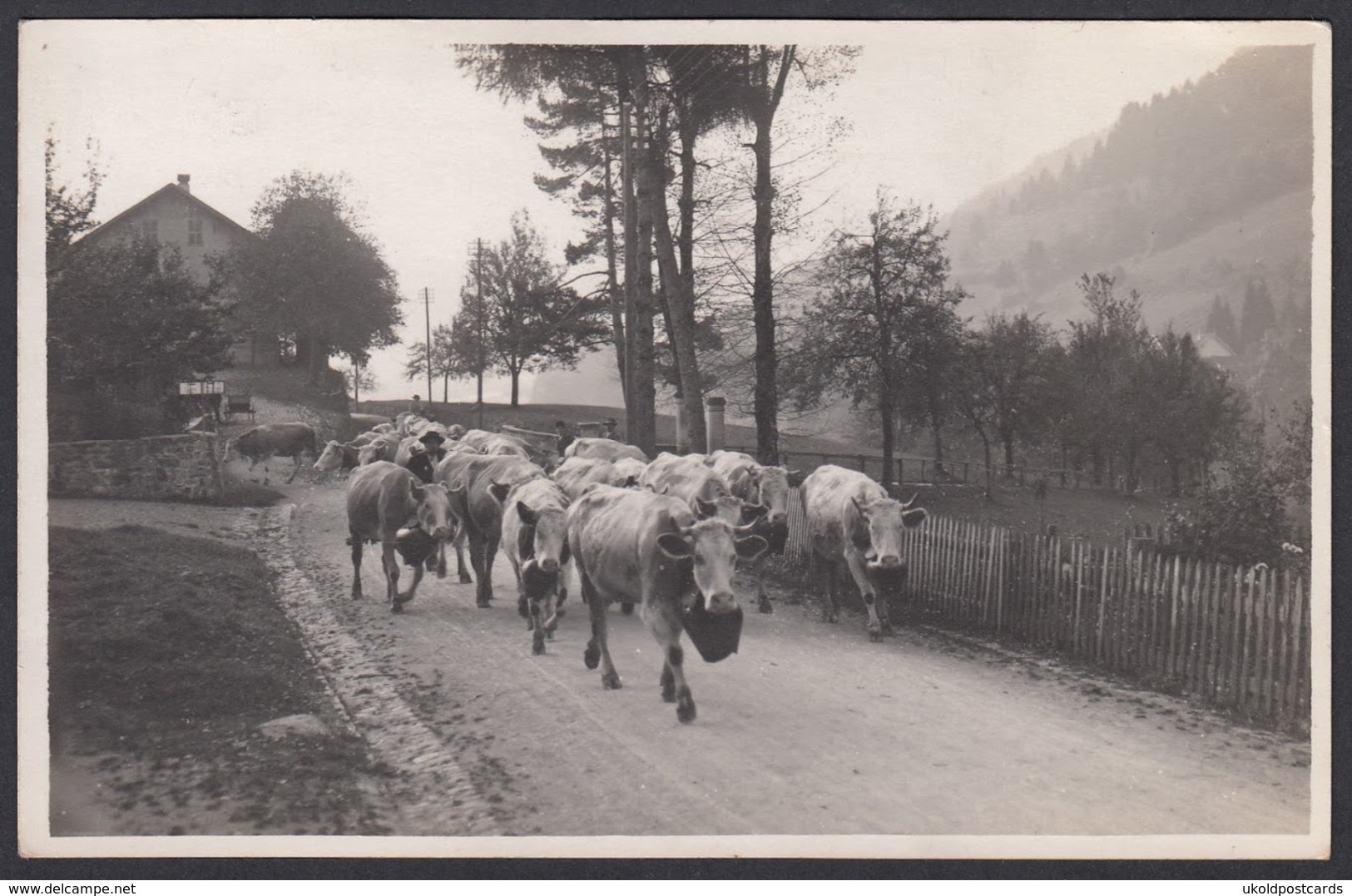 CPA  Suisse, Bei SPIEZ,  Kühe / Vaches,  Carte Photo, 1925, Verlag Fr Von Allmen - Spiez