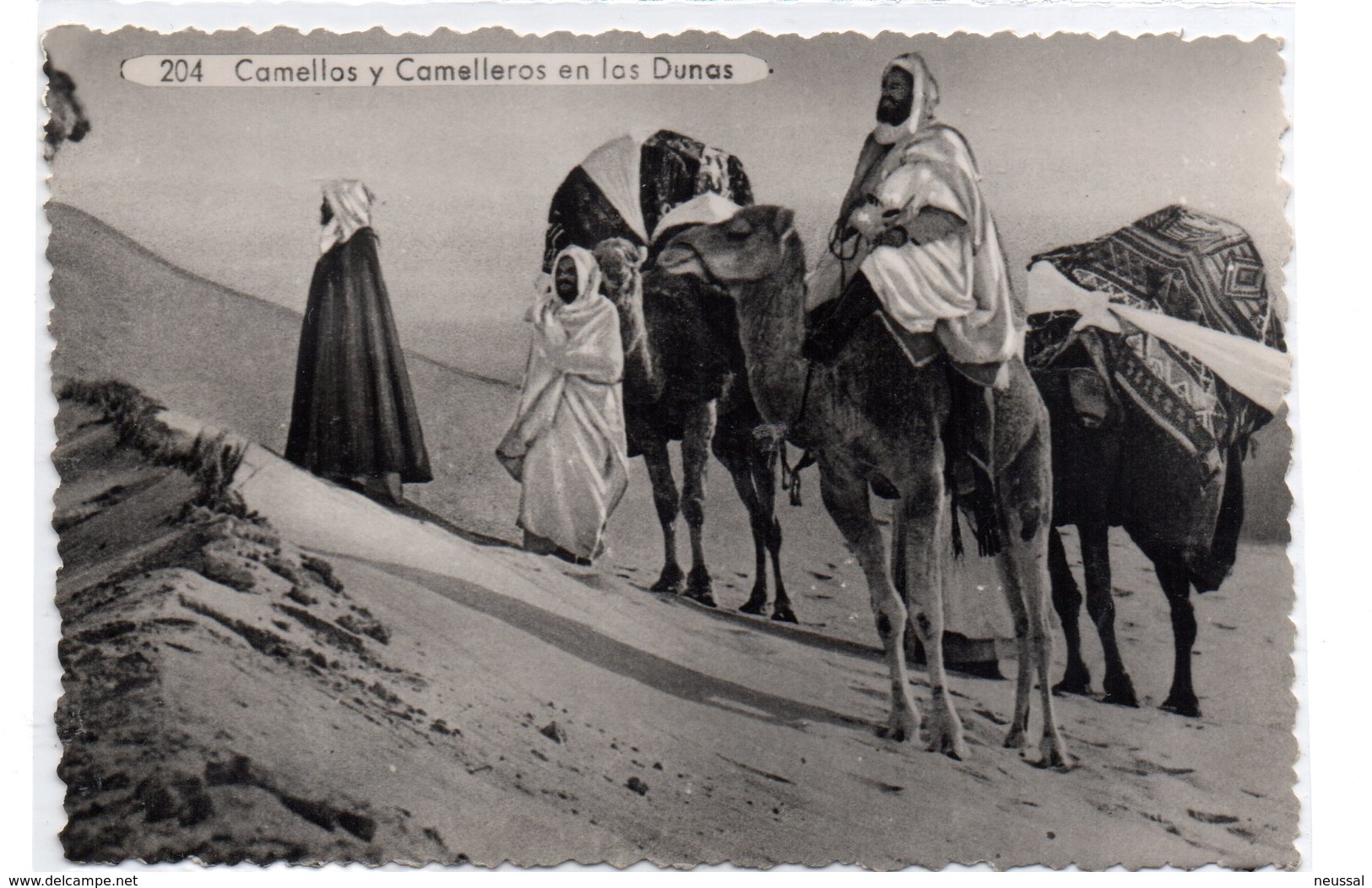 Tarjeta Postal  De Camellos Y Camelleros En Las Dunas - Melilla