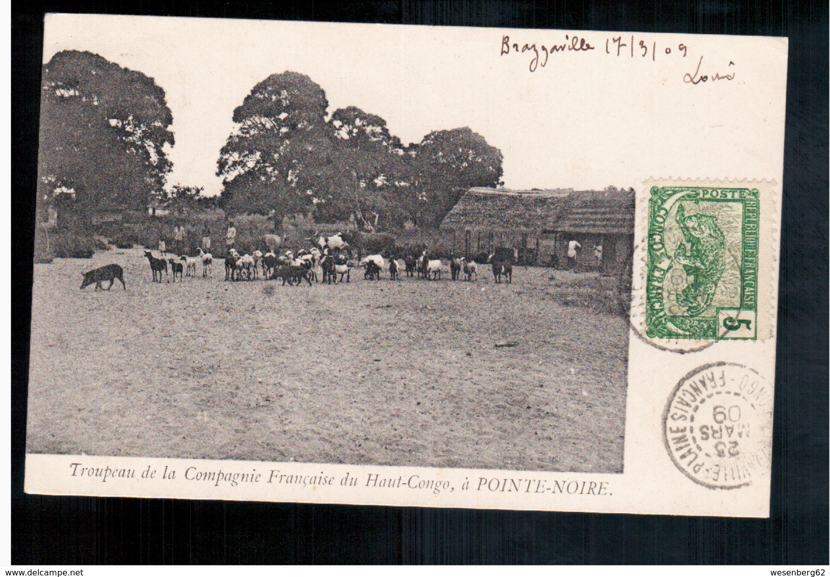 Congo Français Troupeau De La Compagnie Francaise Du Haut Congo, A Pointe- Noire 1909 Old Postcard - Pointe-Noire