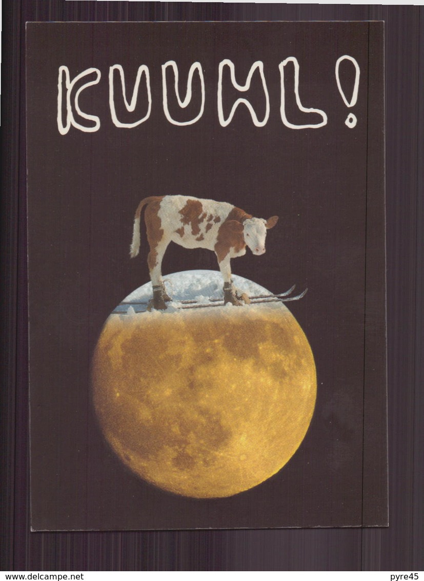 KUUHL - Cows