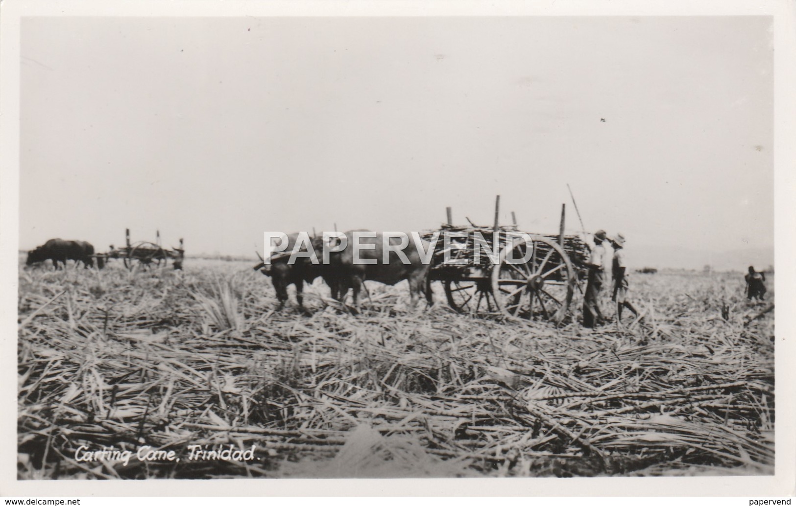 Trinidad   Loading Sugar Cane RP  T235 - Trinidad