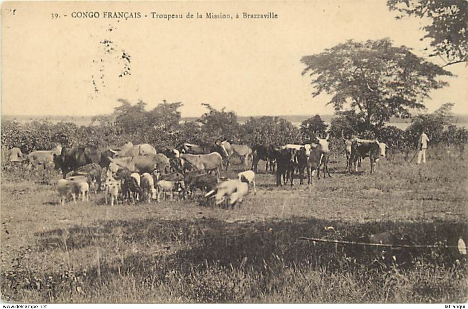 Pays Div-ref W648- Congo Francais - Troupeau De La Mission A Brazzaville - - Brazzaville