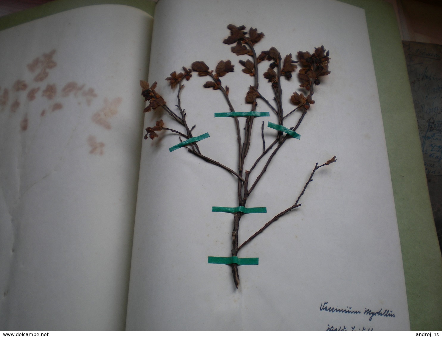 Old Herbarium Ericaceae 1927 - Otros & Sin Clasificación