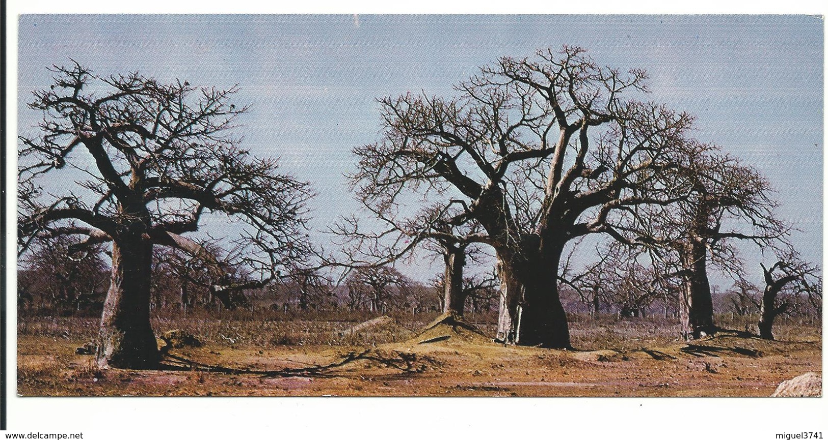 SENEGAL Foret De Baobabs  ANNEE 70 / 80  -NEUF  Voir Detail Annonce - Senegal