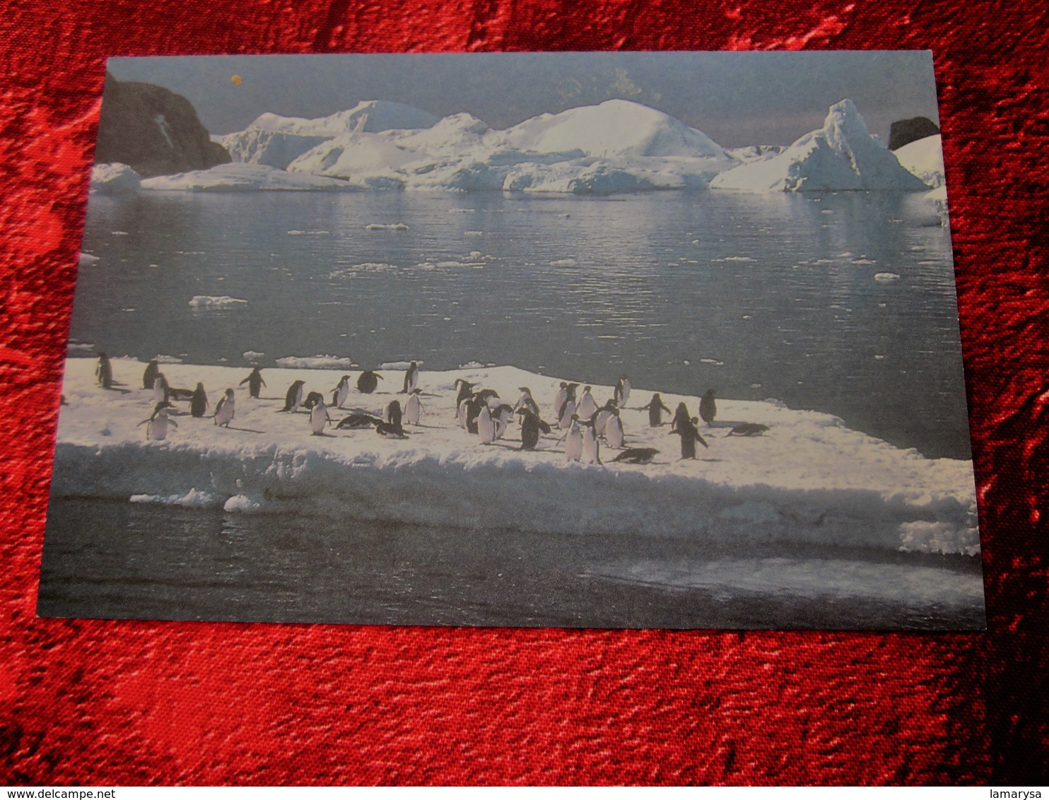 TERRE ADELIE Antarctique  Terres Australes Et Antarctiques Françaises (TAAF) Entiers Postaux Timbre Seul S Carte Postale - Entiers Postaux