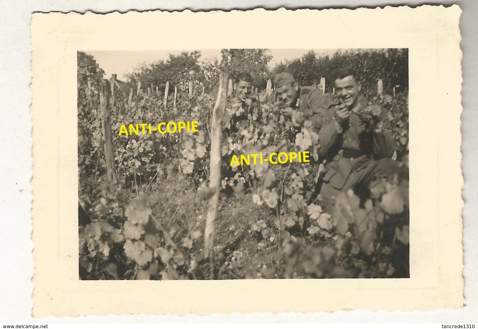 WW2 PHOTO ORIGINALE Soldats Allemands Dans Les Vignes à DIGOIN Près Paray Le Monial SAONE ET LOIRE - 1939-45