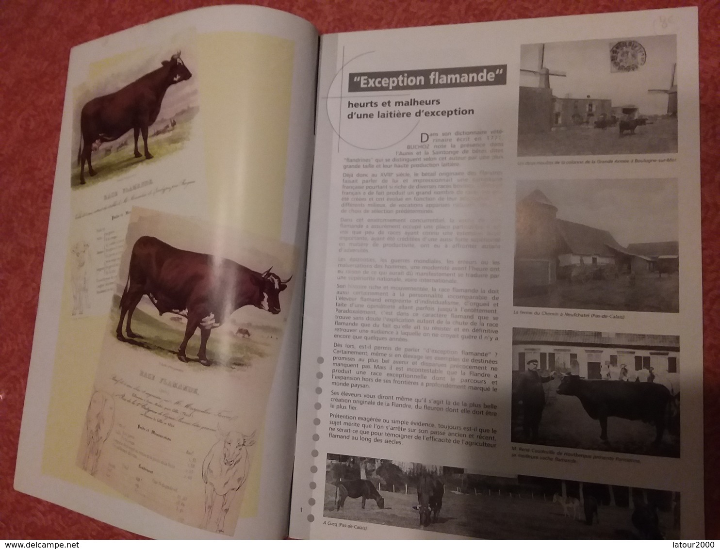 LA VACHE FLAMANDE BERGUES SON HISTOIRE AGRICULTURE ELEVAGE Voir Photos - Picardie - Nord-Pas-de-Calais