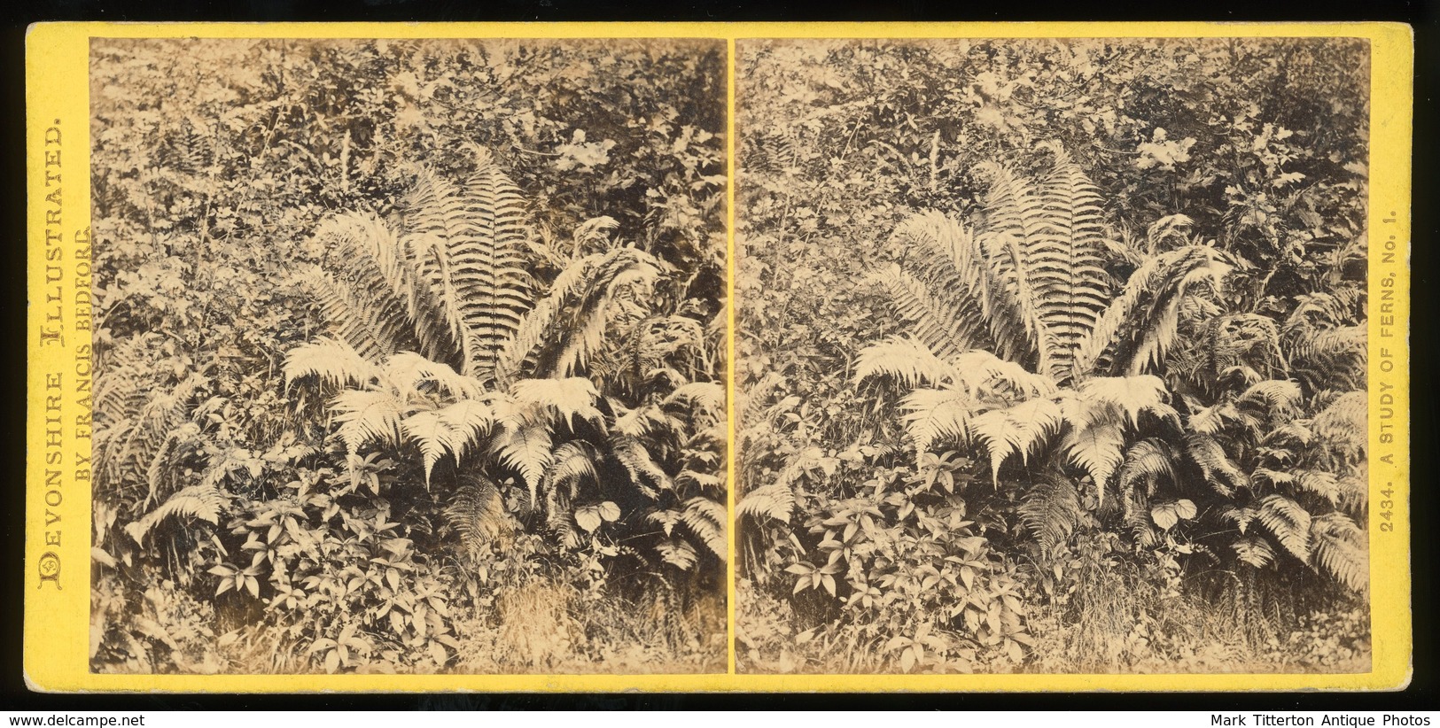 Stereoview - A Study Of Ferns DEVON By Francis Bedford - Stereoscopi