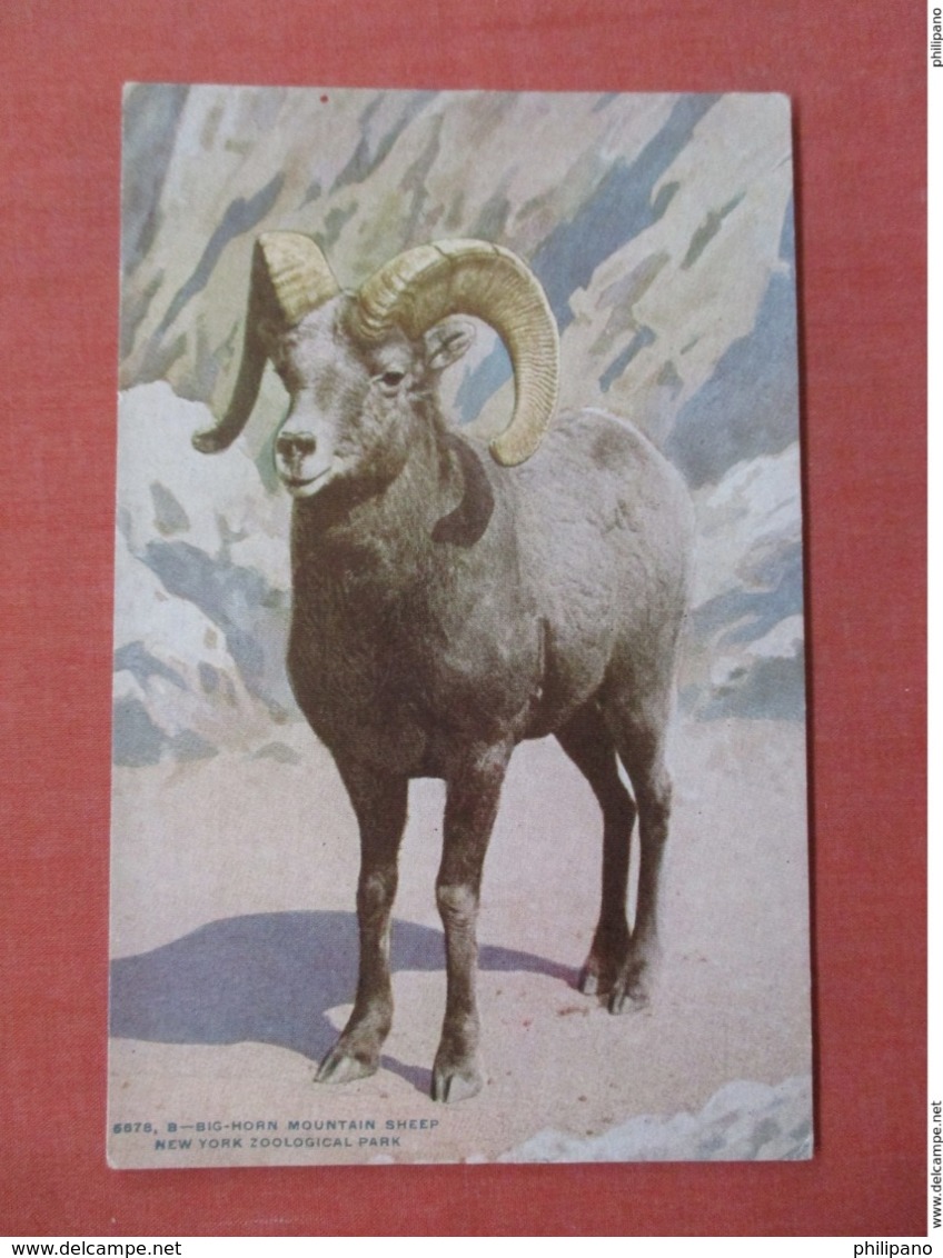 Big Horn Mountain Sheep  NY Zoo  Ref 3754 - Other & Unclassified