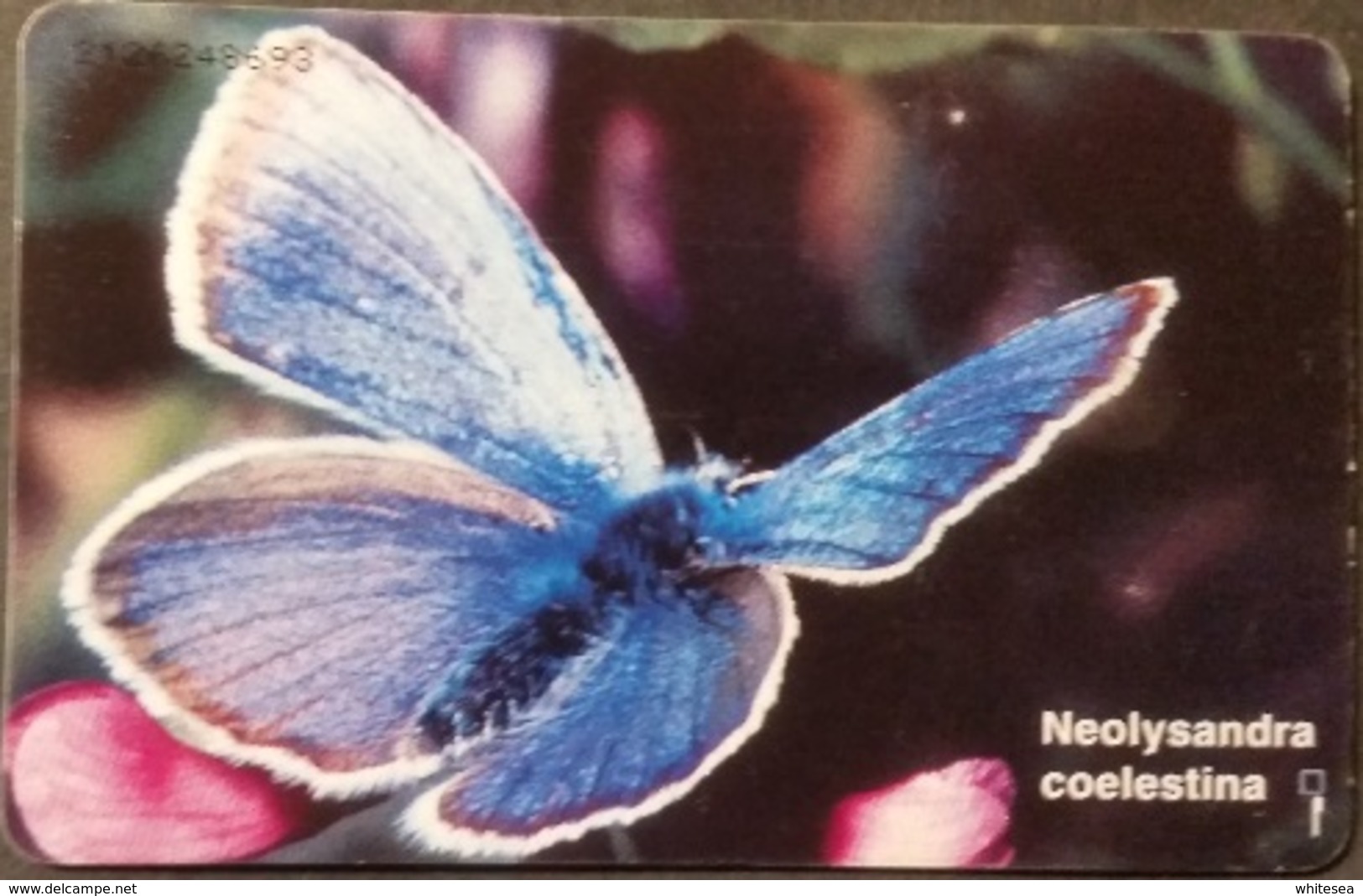 Telefonkarte Griechenland - 06/97 - Schmetterling  - Aufl. 300000 - Griechenland