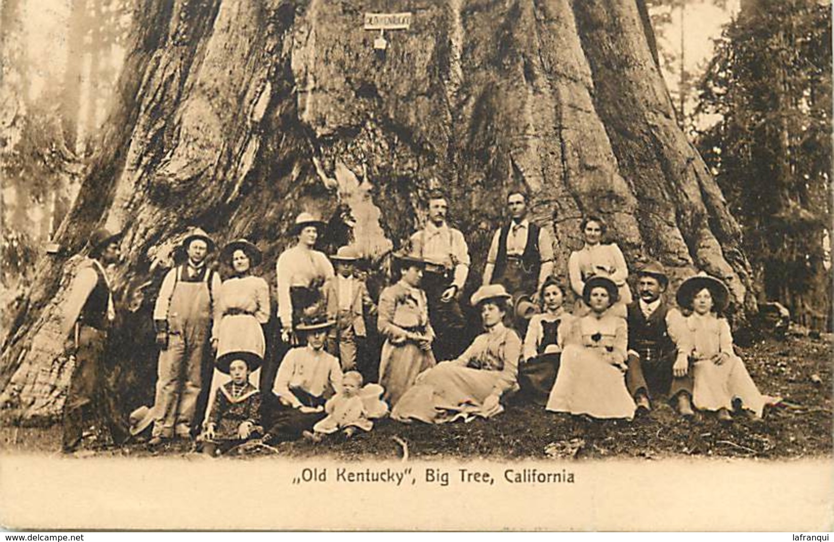 Pays Div-ref W580- Etats Unis D Amerique -usa -united States - Old Kentucky * Big Tree - California - Arbres - Arbre - - Autres & Non Classés