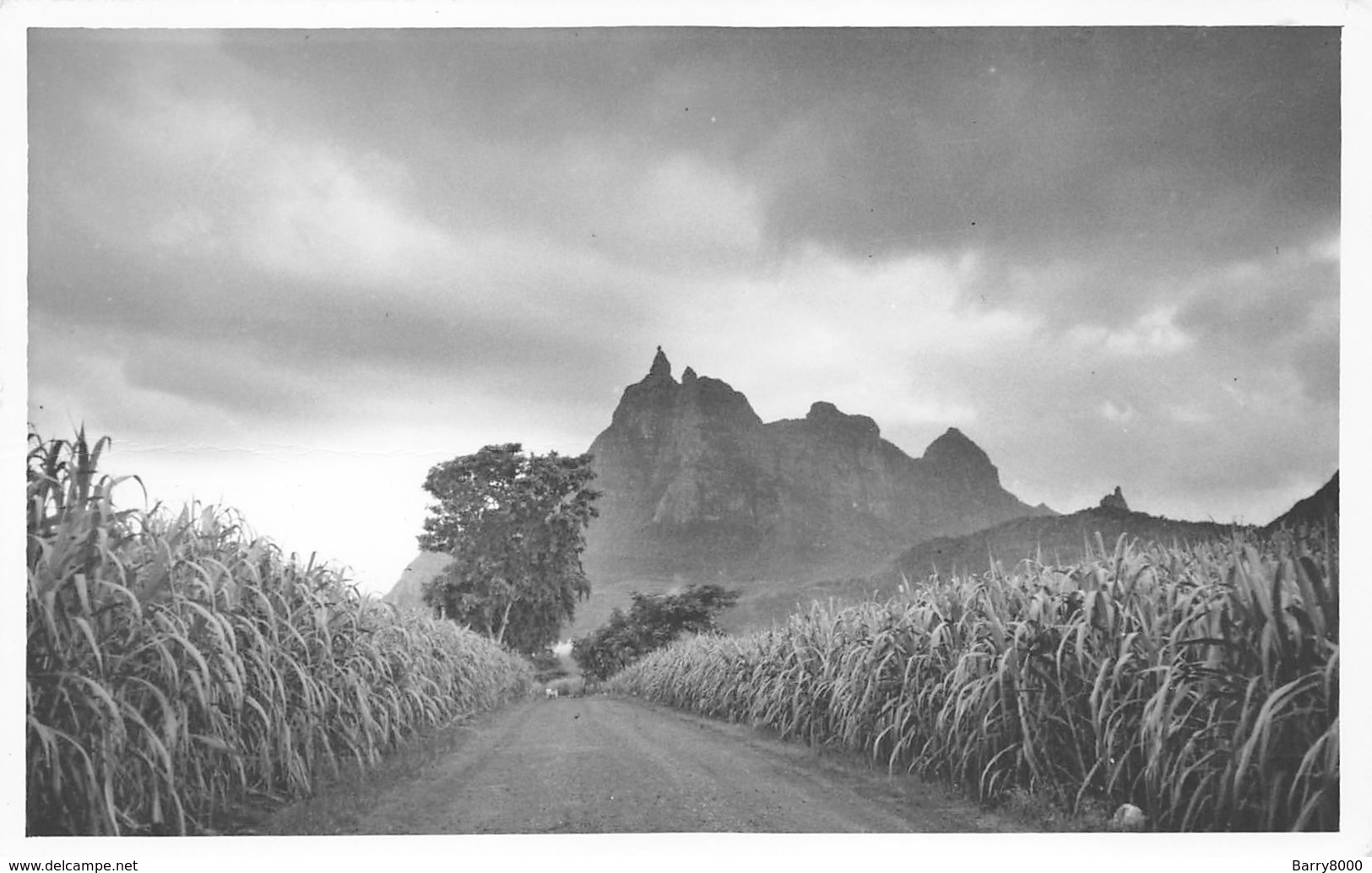 Mauritius Carte De Luxe, Photo Jean-Louis Curepipe Beautés De L'Ile Maurice La Montagne, Cannes à Sucre  Barry 1938 - Mauritius