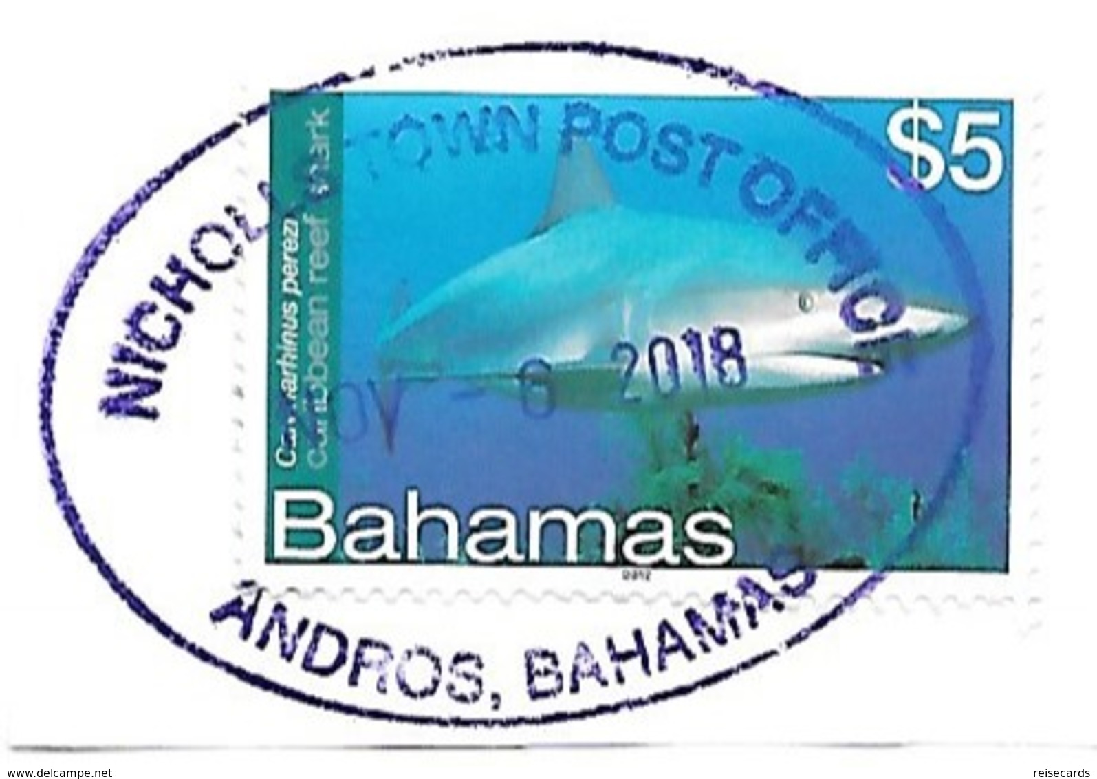 Bahamas: Caribean Reef Shark - Fische