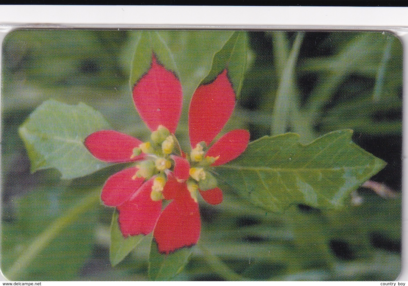 DIEGO GRCIA , DGA-R-90-98  9 CARDS , 1st FLOWER SET , MINT , ALL CARDS  CN's.  00007 - Diego-Garcia