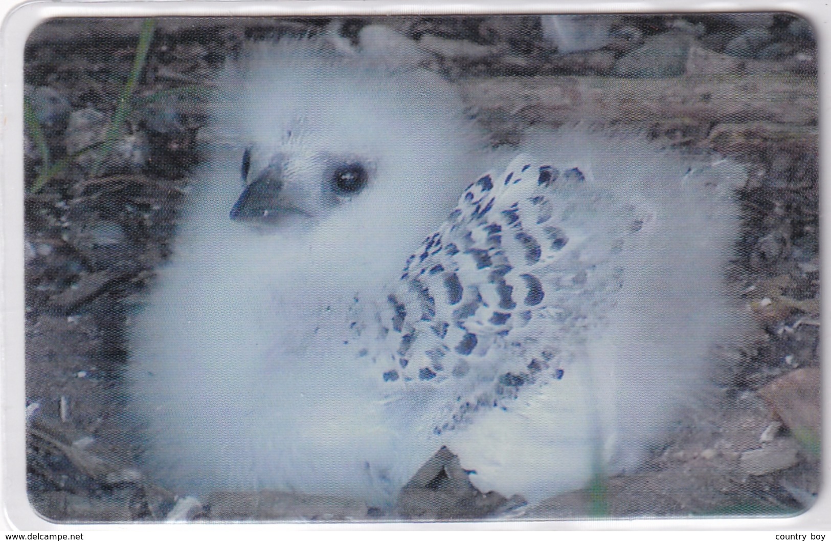 DIEGO GRCIA , DGA-R-05-07 ( 105-107 ) BIRDS SET , MINT , ALL CARDS  CN's.  00006 - Diego-Garcia