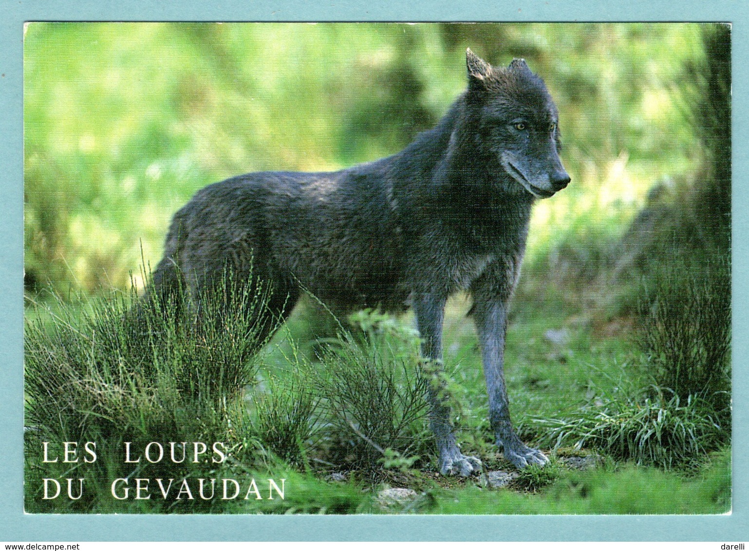 CP Animaux - Les Loups Du Gévaudan - Parc De Sainte Lucie 48 Marvejolos - Andere & Zonder Classificatie